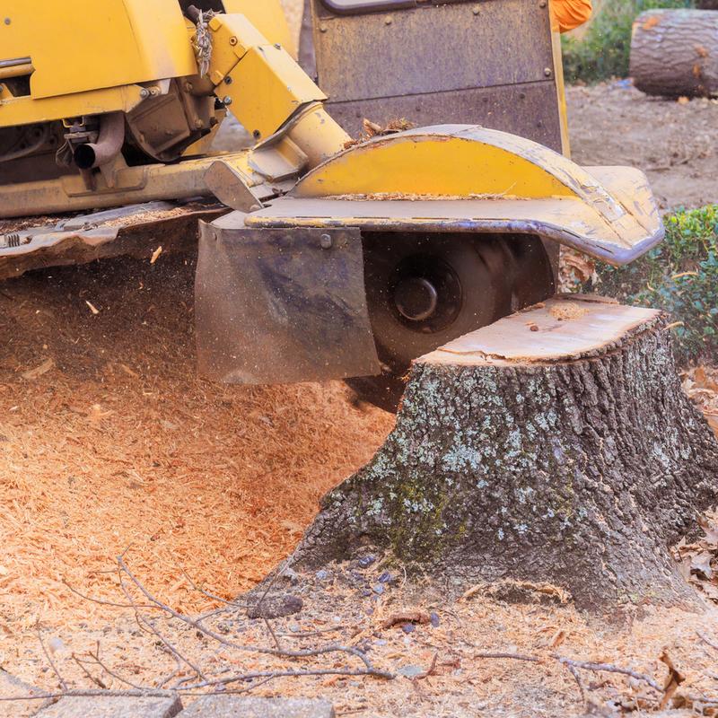 Stump grinding work in a residential yard