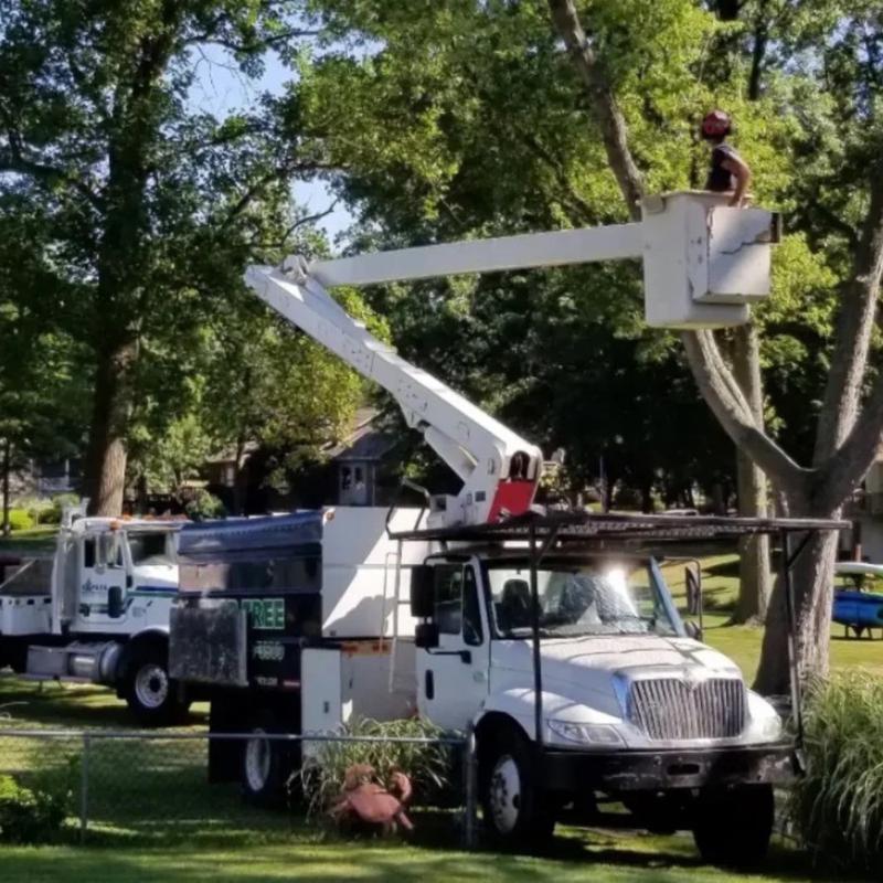 Tree removal project in a neighborhood