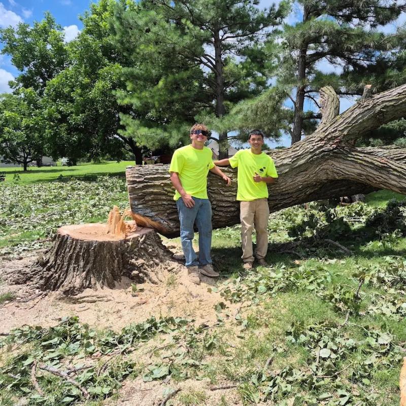Residential tree care project